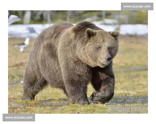 荒野王者之争狼群智慧对决巨熊力量终极生存博弈真相揭秘自然法则