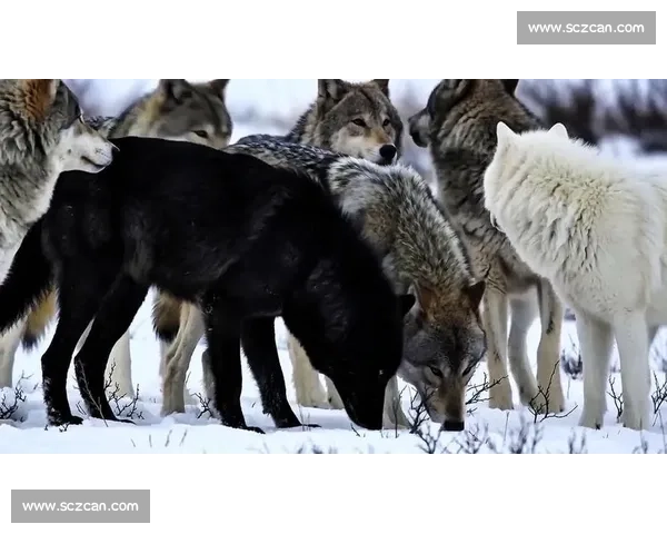 棕熊对决狼群生死博弈揭示自然法则与力量智慧的终极较量与生态真相