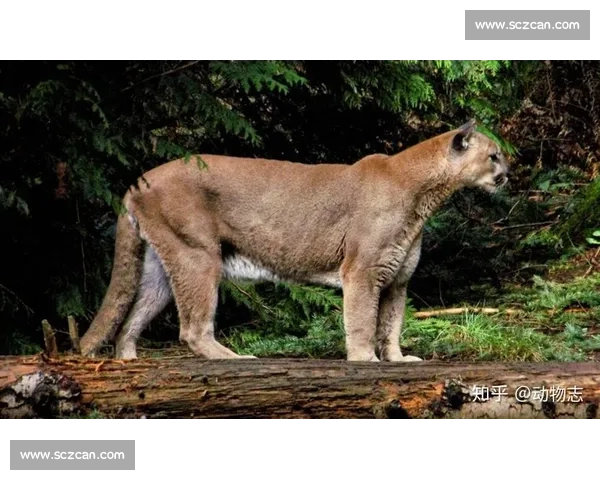 美洲豹与美洲狮巅峰对决丛林王者力量智慧全面较量生存领地终极博弈